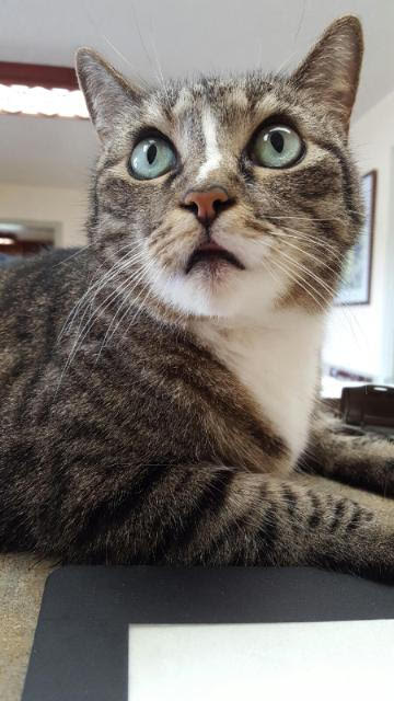 Beautiful eyes Bonnie Sue